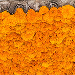 Marigolds